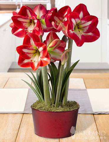 Shining Star Amaryllis Potted Bulb Garden