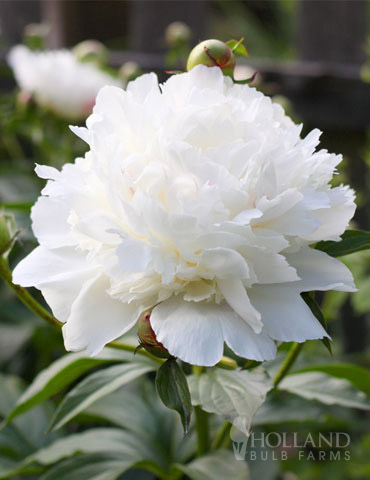 Shirley Temple Peony 