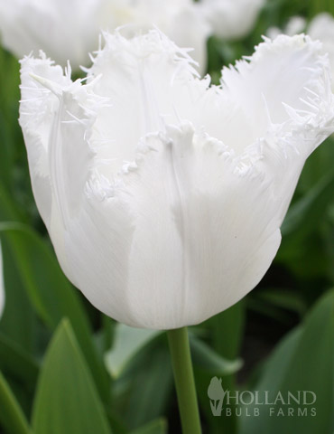 Signature Fringed Tulip