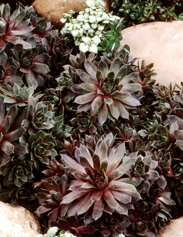 Silverine Hens & Chicks 