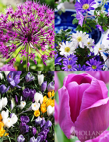 Simple Spring Flowers Garden Collection tulip bulbs for sale, daffodil bulbs for sale, allium bulbs for sale, flowers that bloom in spring, spring flowering bulbs, tulips for sale, hyacinth bulbs for sale