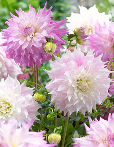 Sir Alfred Ramsey Dinnerplate Dahlia 