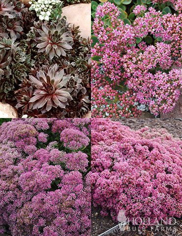 Sizzling Sedum Sampler Collection sedum, sedum for sale, bare root sedum, ground cover plants for sale, drought tolerant perennials