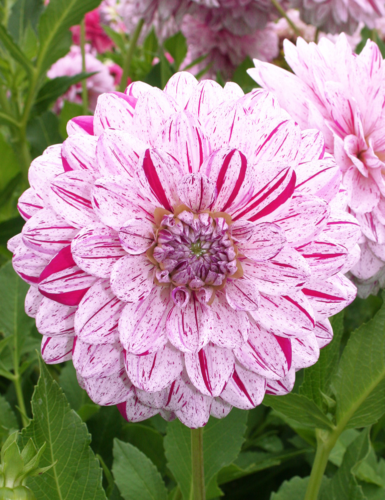 Smokey Decorative Dahlia 