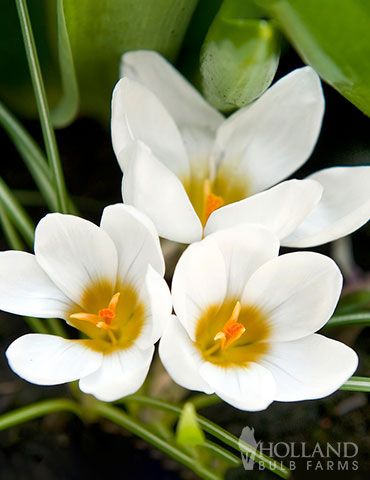 Snow White Crocus white crocus, snow white crocus, crocus bulbs for sale, snow crocus bulbs, early flowering crocus, crocus naturalizing, miniature crocus bulbs