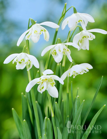 Snowdrops (Galanthus) 