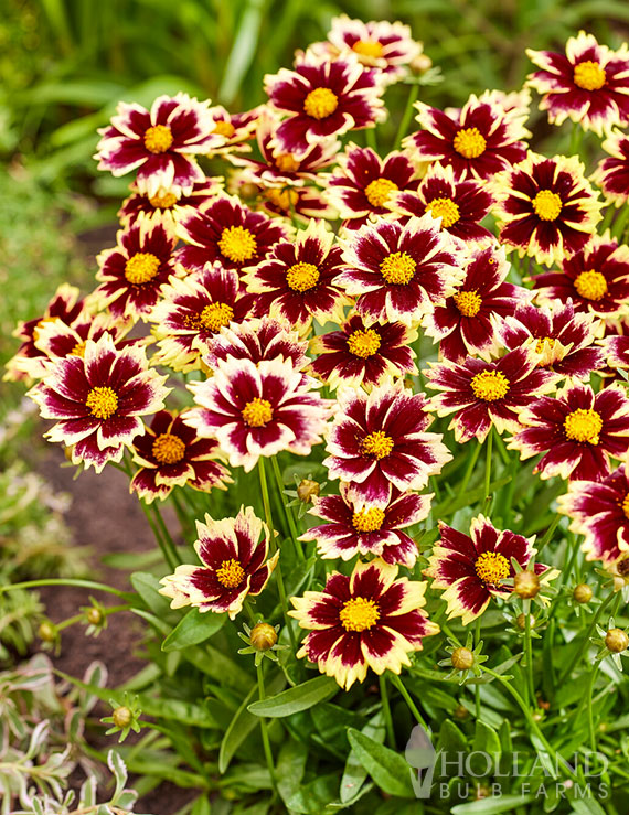 Solar Fancy Coreopsis Pre-Potted Duo