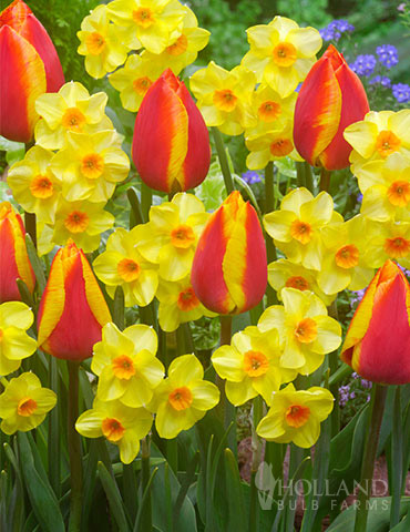 Spanish Flair Tulip and Daffodil Mix 