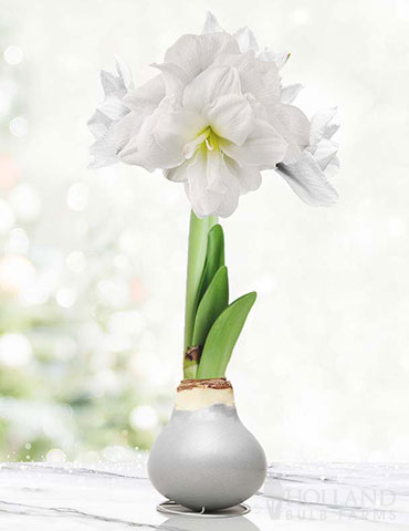 Sparkle and Shine Waxed Amaryllis