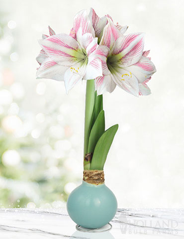 Spirit of Spring Waxed Amaryllis 