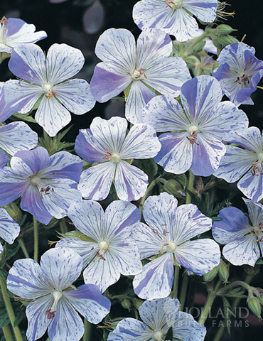 Splish Splash Cranesbill 