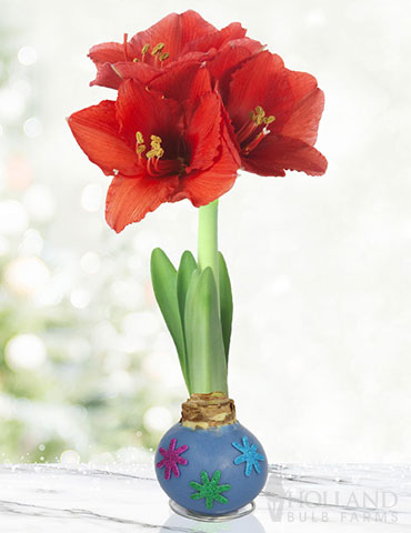 Spring Blooms Waxed Amaryllis 