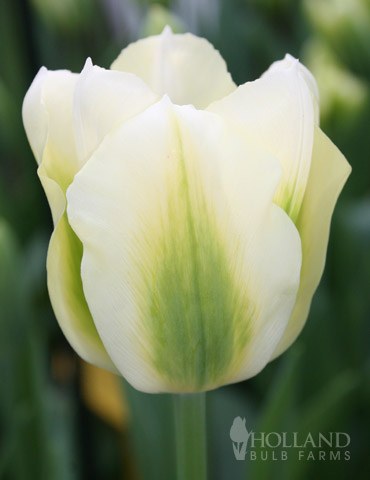 Spring Green Tulip 