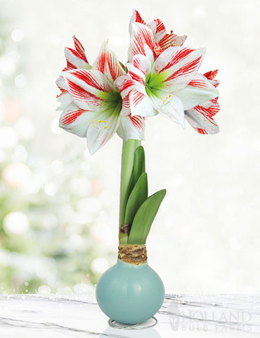 Spring Sunset Waxed Amaryllis 