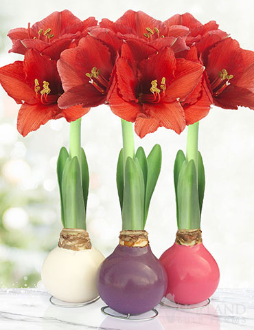 Spring Waxed Amaryllis Collection (3-Pack) 