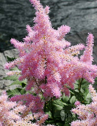 Sprite Pink Astilbe 