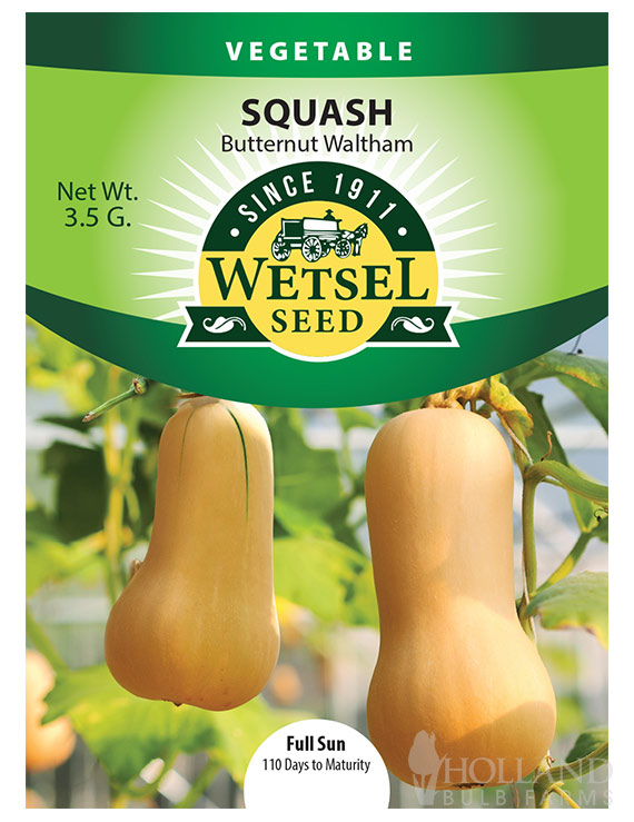 Squash Butternut Waltham