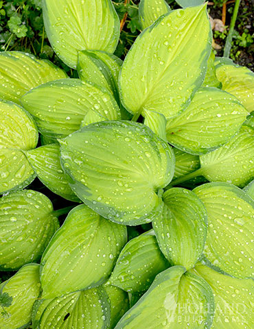 Stained Glass Hosta 