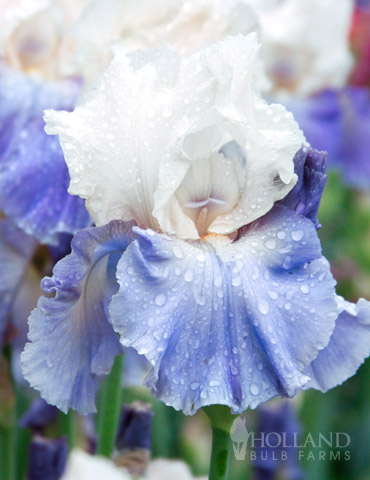 Stairway to Heaven Bearded Iris 