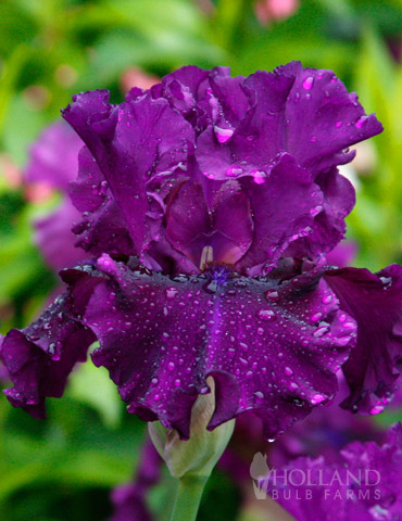 Standing Proud Bearded Iris 