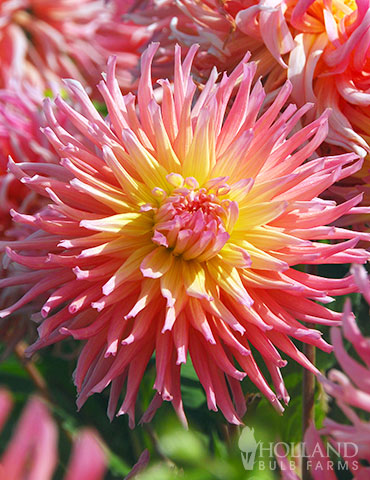 Star Elite Cactus Dahlia 