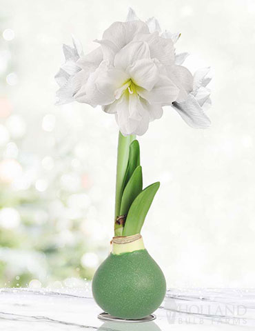 Star Light Waxed Amaryllis