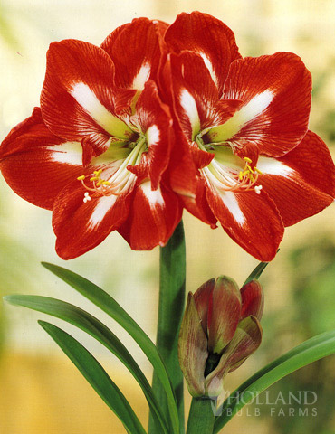 Star of Holland Amaryllis Giftbox Kit 