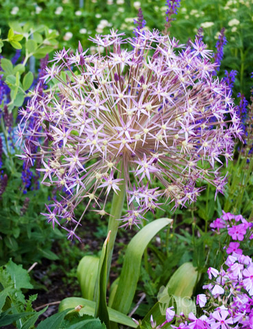 Star of Persia Allium 