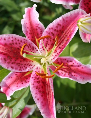 Stargazer Lily Bulbs - Jumbo Pack 