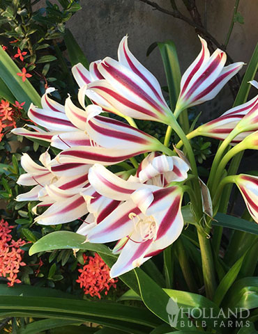 Stars & Stripes Crinum Lily crinum bulbs, crinum lily, crinum spider lily, stars and stripes crinum lily, red and white flowers, star shaped blooms