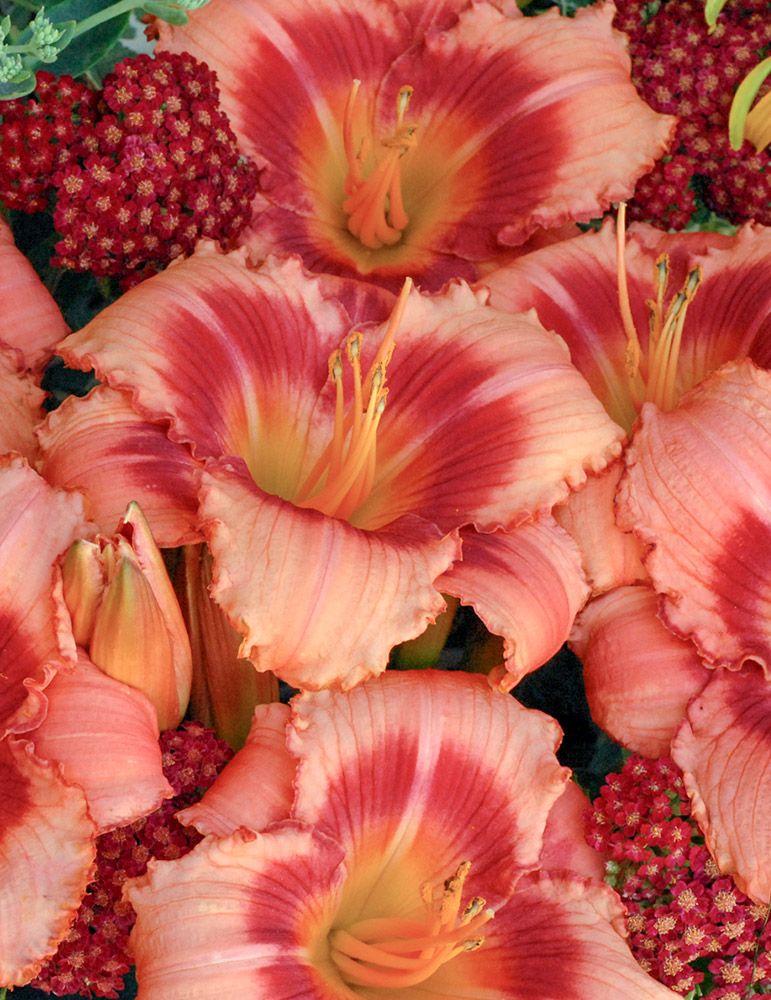 Strawberry Candy Daylily 