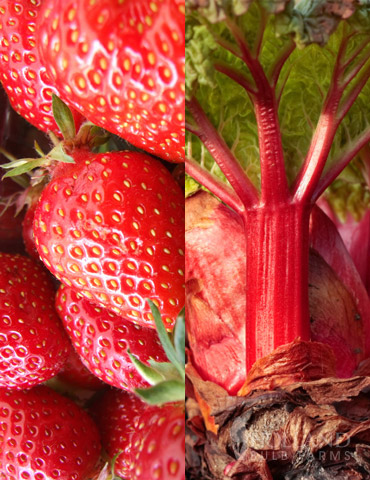 Strawberry Rhubarb Pie Collection 