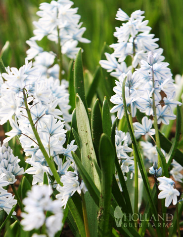 Striped Squill Jumbo Pack