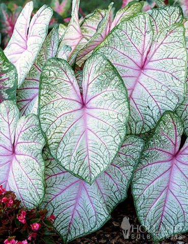 Summer Breeze Caladium 