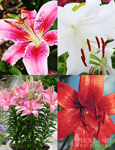 Summer Lily Collection oriental lily bulbs, asiatic lilies, asiatic lily bulbs, lily collection, stargazer lilies, casa blanca lilies, tiger lilies