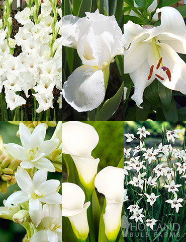 Summer Moonlight Garden Flowers Collection summer moonlight garden, summer moonlight flowers, white summer flowers, moon garden, bare root plants for sale, flower bulbs for sale