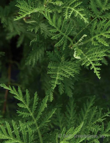 SunFern Olympia Artemisia 