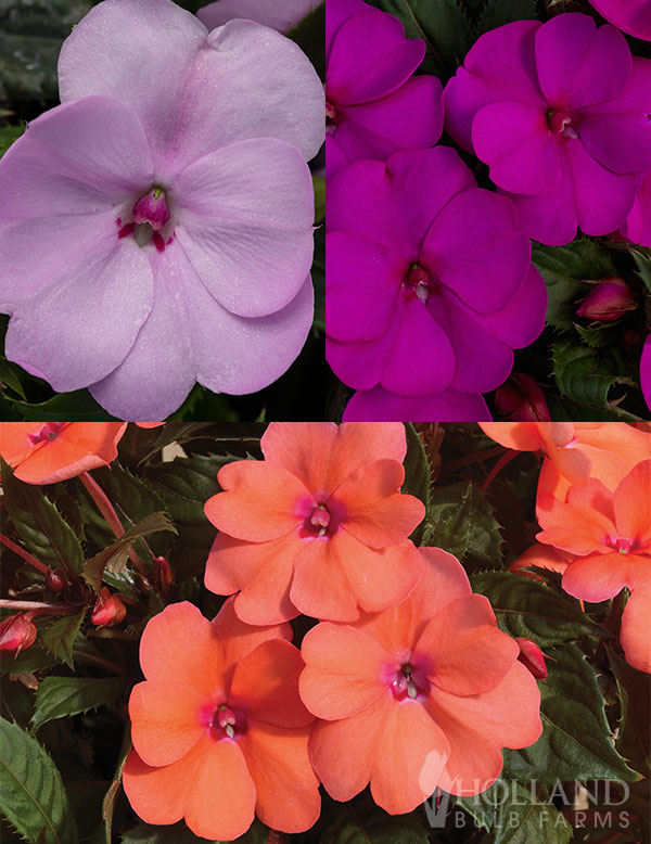 SunPatiens® Hawaiian Sunset Plant Start 3-Pack