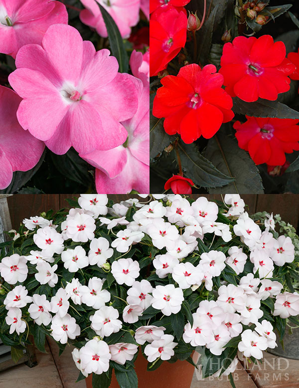 SunPatiens® Vigorous Mix Plant Start 6-Pack