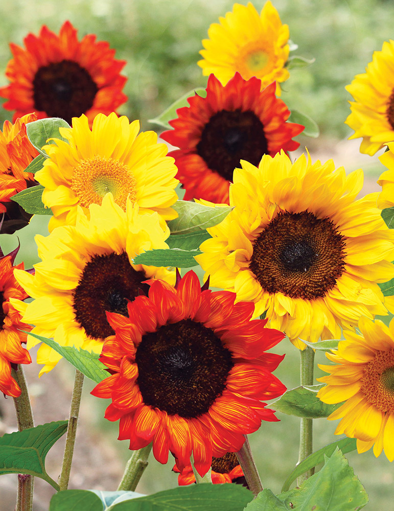 Sunflower Garden-Seed Mat 