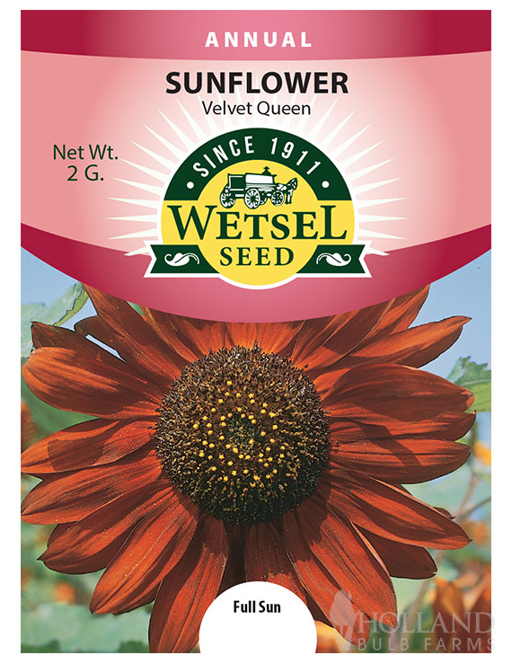 Sunflower Velvet Queen