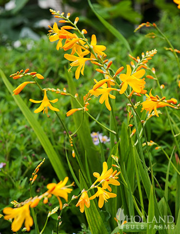 Sunglow Crocosmia crocosmia varieties, sunglow crocosmia, crocosmia companion plants, plants for sun, crocosmia colors