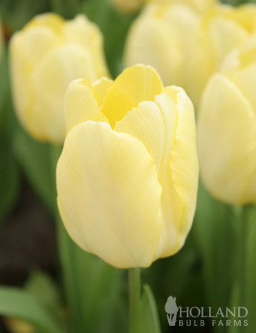 Sunny Prince Single Early Tulip 