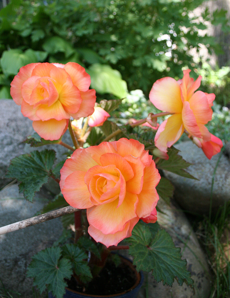 Sunrise Scentiment Begonia 