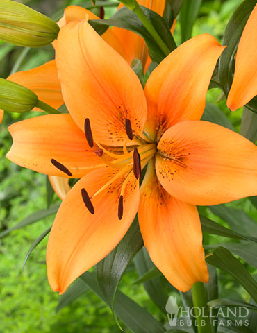 Sunset Boulevard Oriental Lily 