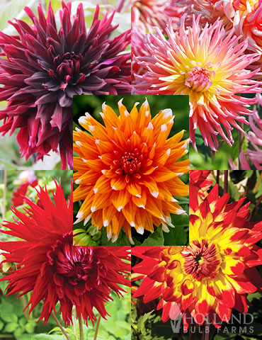 Sunset Dahlia Collection 