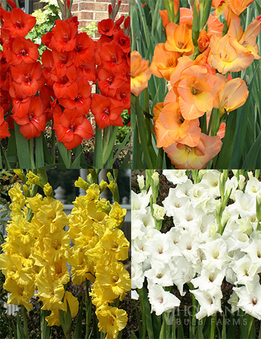 Sunset Gladiolus Collection 