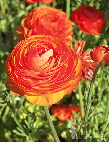 Sunset Tecolote® Ranunculus 