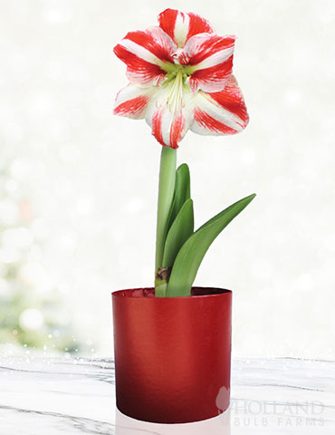 Bi-Colored Potted Amaryllis Gift Box - Burgundy Round 