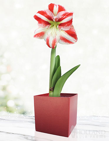 Bi-Color Potted Amaryllis Gift Box - Burgundy Square 